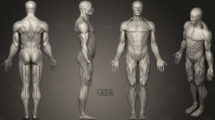 Human muscle 3d stl модель для ЧПУ